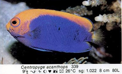 Centropyge acanthops